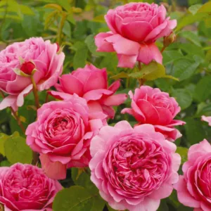 Rose 'Princess Alexandra of Kent' , Rosa 'Princess Alexandra of Kent', English Rose 'Princess Alexandra of Kent', David Austin Rose, English Roses, Shrub roses, pink roses, Container roses