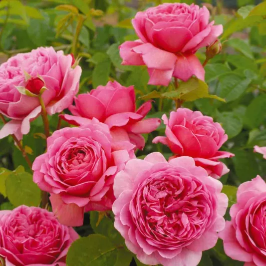 Rose 'Princess Alexandra of Kent' , Rosa 'Princess Alexandra of Kent', English Rose 'Princess Alexandra of Kent', David Austin Rose, English Roses, Shrub roses, pink roses, Container roses