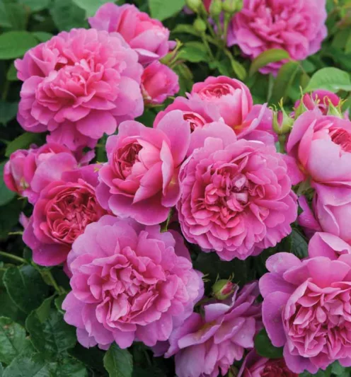 Rose 'Princess Anne', Rosa 'Princess Anne', English Rose 'Princess Anne', David Austin Roses, English Roses, Shrub roses, pink roses, Rose Bushes, Garden Roses