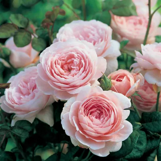 Rose Queen of Sweden, Rosa Queen of Sweden, English Rose Queen of Sweden, David Austin Roses, English Roses, English Rose, Shrub roses, Rose Bushes, Garden Roses, pink roses