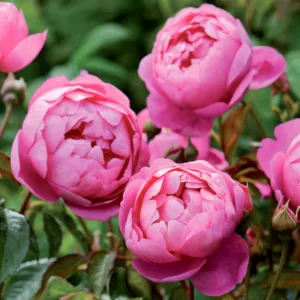 Rose 'Royal Jubilee', Rosa 'Royal Jubilee', English Rose 'Royal Jubilee', David Austin Roses, English Roses, Shrub roses, pink roses, Rose bushes, Garden Roses, English Rose