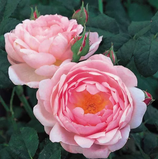 Rose Scepter'd Isle, Rosa 'Scepter'd Isle', English Rose 'Scepter'd Isle', David Austin Roses, English Roses, Shrub roses, pink roses, Rose Bushes, Garden Roses, Climbing Roses, fragrant roses