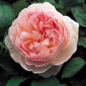 Rose 'Sharifa Asma', Ausreef, Rosa 'Sharifa Asma', English Rose 'Sharifa Asma', David Austin Roses, English Roses, Shrub Roses, Pink roses, very fragrant roses, Rose bushes, Garden Roses