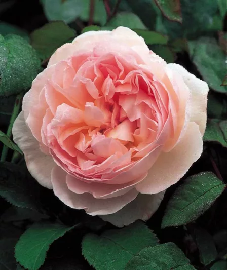 Rose 'Sharifa Asma', Ausreef, Rosa 'Sharifa Asma', English Rose 'Sharifa Asma', David Austin Roses, English Roses, Shrub Roses, Pink roses, very fragrant roses, Rose bushes, Garden Roses