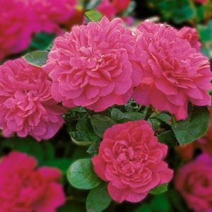 Rose Sophy's Rose, Rosa Sophy's Rose, English Rose Sophy's Rose, David Austin Roses, English Roses, Rose Bushes, Red roses, climbing roses, shrub roses, fragrant roses, Garden Roses