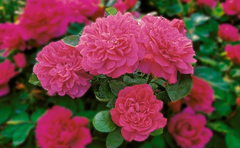 Rose Sophy's Rose, Rosa Sophy's Rose, English Rose Sophy's Rose, David Austin Roses, English Roses, Rose Bushes, Red roses, climbing roses, shrub roses, fragrant roses, Garden Roses