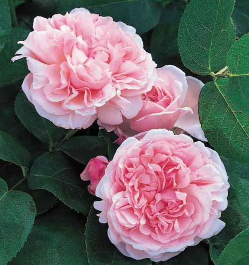 Rose 'St Swithun', Auswith, Rosa 'St Swithun', Shrub Rose 'St Swithun', Climbing Rose 'James Galway', David Austin Roses, English Roses, Climbing Roses, Pink roses, very fragrant roses