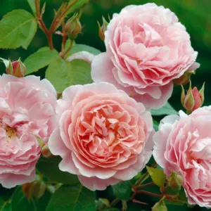 Rose Strawberry Hill, Rosa 'Strawberry Hill', English Rose 'Strawberry Hill', David Austin Roses, English Roses, Pink roses, shrub roses, Rose Bushes, Garden Roses, very fragrant roses, Favorite roses