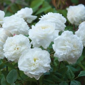 Rose Susan Williams-Ellis, Rosa Susan Williams-Ellis, English Rose Susan Williams-Ellis, David Austin Roses, English Roses, English Rose, Shrub roses, Rose Bushes, Garden Roses, white roses