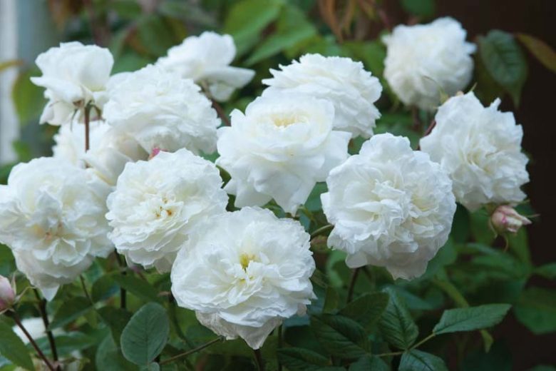 Rose Susan Williams-Ellis, Rosa Susan Williams-Ellis, English Rose Susan Williams-Ellis, David Austin Roses, English Roses, English Rose, Shrub roses, Rose Bushes, Garden Roses, white roses
