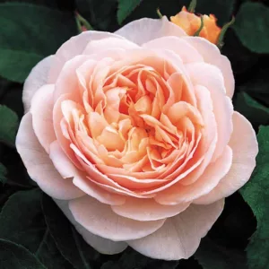 Rosa Sweet Juliet, Rosa Sweet Juliet, English Rose Sweet Juliet, David Austin Rose, English Rose, Fragrant roses, Shrub roses, orange roses, apricot roses