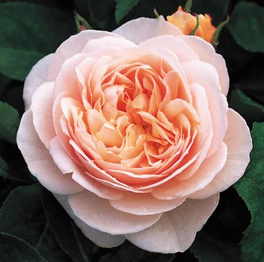 Rosa Sweet Juliet, Rosa Sweet Juliet, English Rose Sweet Juliet, David Austin Rose, English Rose, Fragrant roses, Shrub roses, orange roses, apricot roses