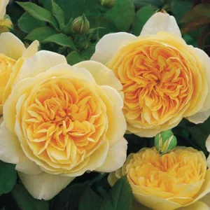 Rose Teasing Georgia, Rosa 'Teasing Georgia', English Rose 'Teasing Georgia', David Austin Roses, English Roses, Yellow roses, shrub roses, Rose Bushes, Garden Roses, fragrant roses, Favorite roses