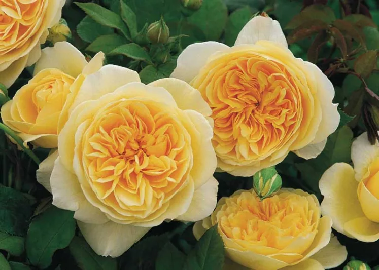 Rose Teasing Georgia, Rosa 'Teasing Georgia', English Rose 'Teasing Georgia', David Austin Roses, English Roses, Yellow roses, shrub roses, Rose Bushes, Garden Roses, fragrant roses, Favorite roses