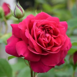 Rose Tess of The d'Urbervilles, Rosa 'Tess of The d'Urbervilles', English Rose 'Tess of The d'Urbervilles', David Austin Roses, English Roses, Red roses, shrub roses, Rose Bushes, Garden Roses, fragrant roses, Favorite roses