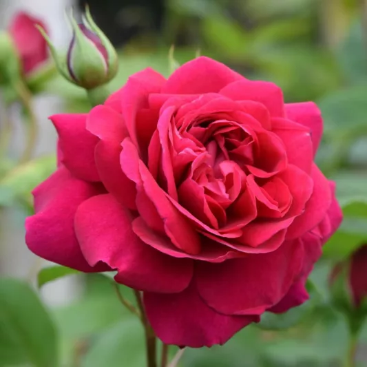 Rose Tess of The d'Urbervilles, Rosa 'Tess of The d'Urbervilles', English Rose 'Tess of The d'Urbervilles', David Austin Roses, English Roses, Red roses, shrub roses, Rose Bushes, Garden Roses, fragrant roses, Favorite roses