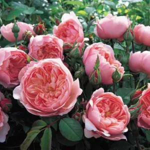 Rose The Alnwick Rose, Rosa The Alnwick Rose, English Rose The Alnwick Rose, David Austin Roses, English Roses, Rose Bushes, very fragrant roses, Garden Roses, Pink Roses
