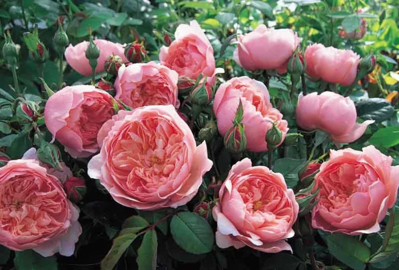 Rose The Alnwick Rose, Rosa The Alnwick Rose, English Rose The Alnwick Rose, David Austin Roses, English Roses, Rose Bushes, very fragrant roses, Garden Roses, Pink Roses