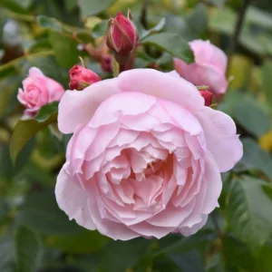 Rose 'The Generous Gardener', Ausdrawn, Rosa 'The Generous Gardener', English Rose 'The Generous Gardener', David Austin Roses, English Roses, Climbing Roses, Pink roses, very fragrant roses, fragrant roses
