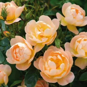 Rosa The Lark Ascending, Rosa The Lark Ascending, English Rose The Lark Ascending, David Austin Rose, English Rose, Fragrant roses, Shrub roses, orange roses, apricot roses