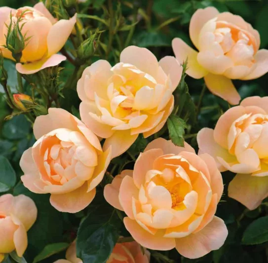 Rosa The Lark Ascending, Rosa The Lark Ascending, English Rose The Lark Ascending, David Austin Rose, English Rose, Fragrant roses, Shrub roses, orange roses, apricot roses