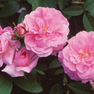 Rose The Mayflower, Rosa The Mayflower, English Rose The Mayflower, David Austin Roses, English Roses, Rose Bushes, very fragrant roses, Garden Roses, Pink Roses