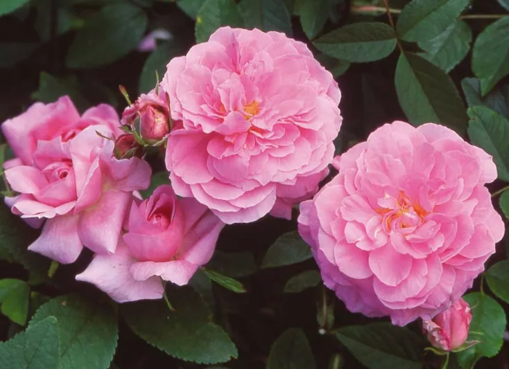Rose The Mayflower, Rosa The Mayflower, English Rose The Mayflower, David Austin Roses, English Roses, Rose Bushes, very fragrant roses, Garden Roses, Pink Roses