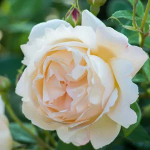 Rosa Wollerton Old Hall, Rosa Wollerton Old Hall, English Rose Wollerton Old Hall, David Austin Rose, English Rose, Fragrant roses, Shrub roses, cream roses, white roses