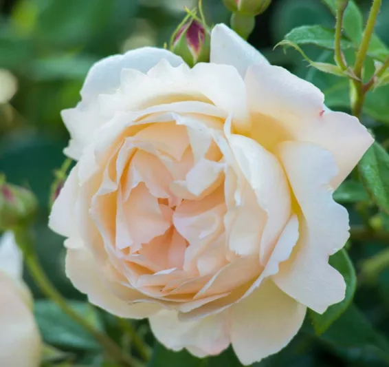Rosa Wollerton Old Hall, Rosa Wollerton Old Hall, English Rose Wollerton Old Hall, David Austin Rose, English Rose, Fragrant roses, Shrub roses, cream roses, white roses
