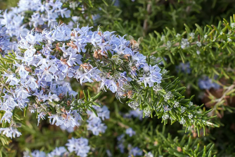Rosmarinus Officinalis Prostratus, Creeping Rosemary, Prostrate Rosemary, Rosemary Prostratus Group, Rosmarinus corsicus 'Prostratus', Rosmarinus officinalis lavandulaceus, Rosmarinus officinalis repens, Rosmarinus officinalis 'Corsica Prostratus', Rosmarinus officinalis creeping, Rosmarinus officinalis 'Venzano Prostrate', Rosmarinus repens , fragrant shrub, fragrant herb, Mediterranean Plant, Perennial Shrub