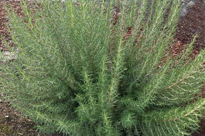 Rosmarinus Officinalis 'Arp', Arp Rosemary, Rosemary 'Arp', Salvia rosmarinus 'Arp',  fragrant shrub, fragrant herb, Mediterranean Plant, Perennial Shrub