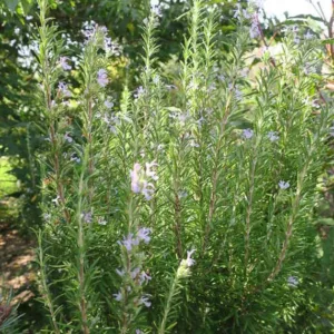 Rosmarinus Officinalis 'Barbecue',  Barbecue Rosemary, Rosemary 'Barbecue', Rosmarinus 'Barbeque', Salvia rosmarinus 'Barbecue', fragrant shrub, fragrant herb, Mediterranean Plant, Perennial Shrub