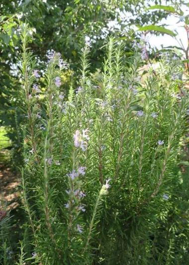 Rosmarinus Officinalis 'Barbecue',  Barbecue Rosemary, Rosemary 'Barbecue', Rosmarinus 'Barbeque', Salvia rosmarinus 'Barbecue', fragrant shrub, fragrant herb, Mediterranean Plant, Perennial Shrub
