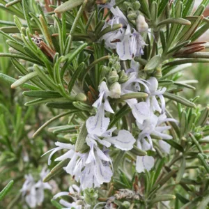 Rosmarinus Officinalis 'Madeline Hill', Madeline Hill Rosemary, Rosemary 'Madeline Hill', Salvia rosmarinus 'Madeline Hill',  fragrant shrub, fragrant herb, Mediterranean Plant, Perennial Shrub