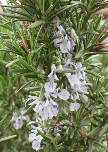 Rosmarinus Officinalis 'Madeline Hill', Madeline Hill Rosemary, Rosemary 'Madeline Hill', Salvia rosmarinus 'Madeline Hill',  fragrant shrub, fragrant herb, Mediterranean Plant, Perennial Shrub