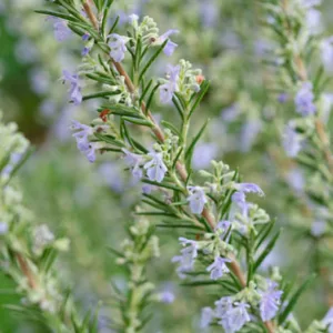 Rosemary, herb, Rosmarinus Officinalis, Salvia rosmarinus, fragrant shrub, evergreen shrub, Mediterranean Shrub, Perennial Shrub