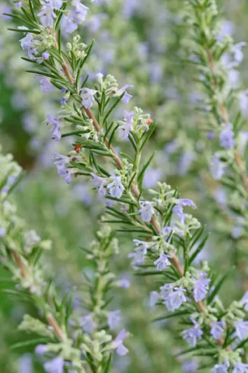 Rosemary, herb, Rosmarinus Officinalis, Salvia rosmarinus, fragrant shrub, evergreen shrub, Mediterranean Shrub, Perennial Shrub