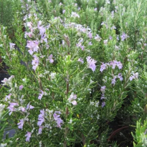 Rosmarinus Officinalis 'Roseus',  Roseus Rosemary, Rosemary 'Roseus, Salvia rosmarinus 'Rosea', Rosmarinus officinalis 'Rosaceus', Pink Rosemary, fragrant shrub, fragrant herb, Mediterranean Plant, Perennial Shrub
