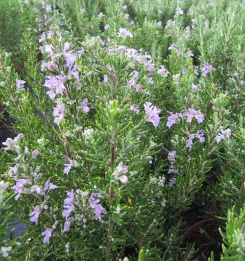 Rosmarinus Officinalis 'Roseus',  Roseus Rosemary, Rosemary 'Roseus, Salvia rosmarinus 'Rosea', Rosmarinus officinalis 'Rosaceus', Pink Rosemary, fragrant shrub, fragrant herb, Mediterranean Plant, Perennial Shrub