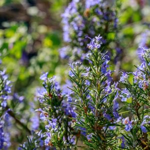 Rosmarinus Officinalis 'Severn Sea',  Severn Sea Rosemary, Rosemary 'Severn Sea', Salvia rosmarinus 'Severn Sea', fragrant shrub, fragrant herb, Mediterranean Plant, Perennial Shrub