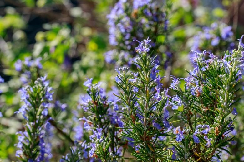 Rosmarinus Officinalis 'Severn Sea',  Severn Sea Rosemary, Rosemary 'Severn Sea', Salvia rosmarinus 'Severn Sea', fragrant shrub, fragrant herb, Mediterranean Plant, Perennial Shrub