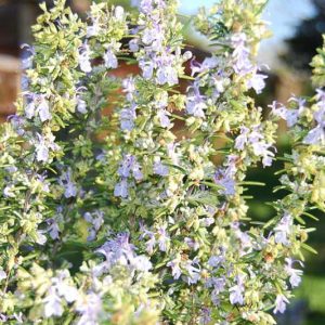 Rosmarinus Officinalis 'Spice Island', Spice Island Rosemary, Rosemary 'Spice Island', Salvia rosmarinus 'Spice Island',  fragrant shrub, fragrant herb, Mediterranean Plant, Perennial Shrub