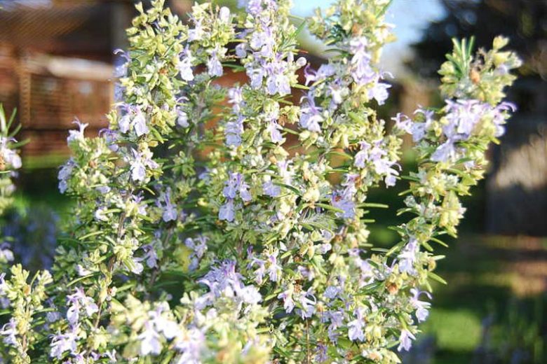 Rosmarinus Officinalis 'Spice Island', Spice Island Rosemary, Rosemary 'Spice Island', Salvia rosmarinus 'Spice Island',  fragrant shrub, fragrant herb, Mediterranean Plant, Perennial Shrub