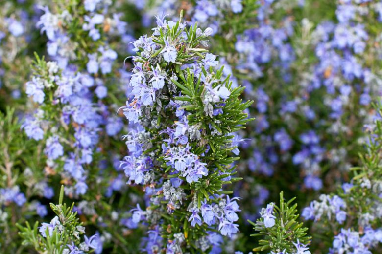 Rosmarinus Officinalis 'Tuscan Blue',  Tuscan Blue Rosemary, Rosemary 'Tuscan Blue', Rosmarinus officinalis 'Tuscany Blue', fragrant shrub, fragrant herb, Mediterranean Plant, Perennial Shrub