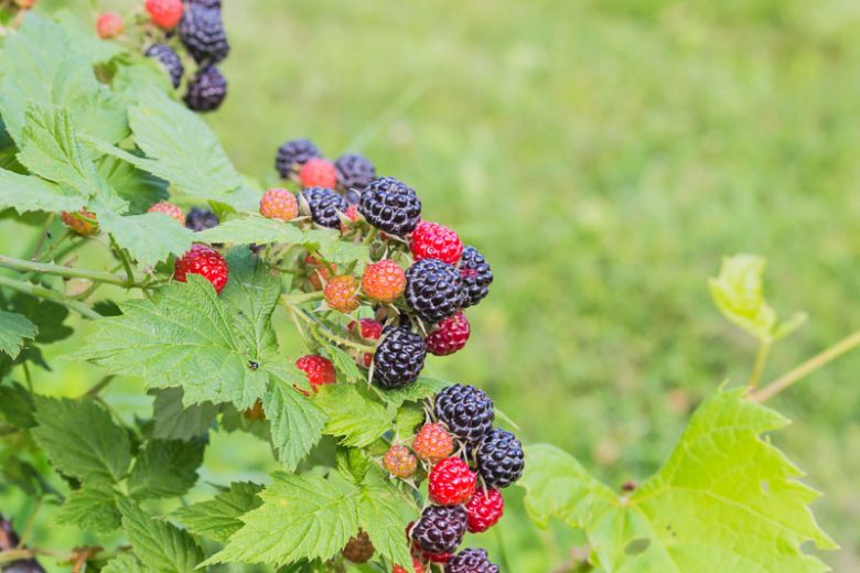 Rubus occidentalis, Black Raspberry, Thimbleberry, Rubus occidentalis var. pallidus, Black Berries, Fruiting Shrub