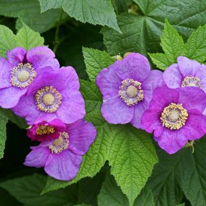Rubus odoratus, Purple-flowering Raspberry, Thimbleberry, Flowering Raspberry, Sweet-Scented Bramble