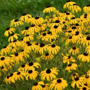 Rudbeckia Fulgida American Gold Rush, Black-Eyed Susan 'American Gold Rush', Glowing Coneflower 'American Gold Rush, Rudbeckia American Gold Rush, late summer perennial, golden flowers, yellow perennial,
