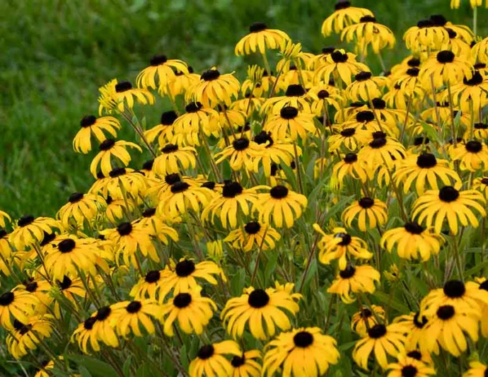 Rudbeckia Fulgida American Gold Rush, Black-Eyed Susan 'American Gold Rush', Glowing Coneflower 'American Gold Rush, Rudbeckia American Gold Rush, late summer perennial, golden flowers, yellow perennial,