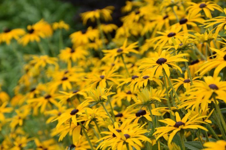 Rudbeckia fulgida var. deamii, Black-Eyed Susan, Deam's Coneflower, Rudbeckia deamii, late summer perennial, golden flowers, yellow perennial
