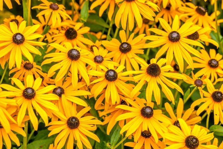 Rudbeckia fulgida var. speciosa, Black-Eyed Susan, Showy Black-Eyed Susan, Orange Coneflower, Newman's Coneflower, late summer perennial, golden flowers, yellow perennial